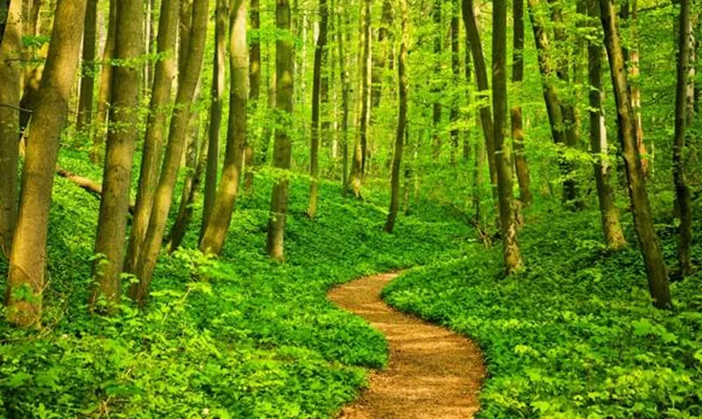 Stay on the Path