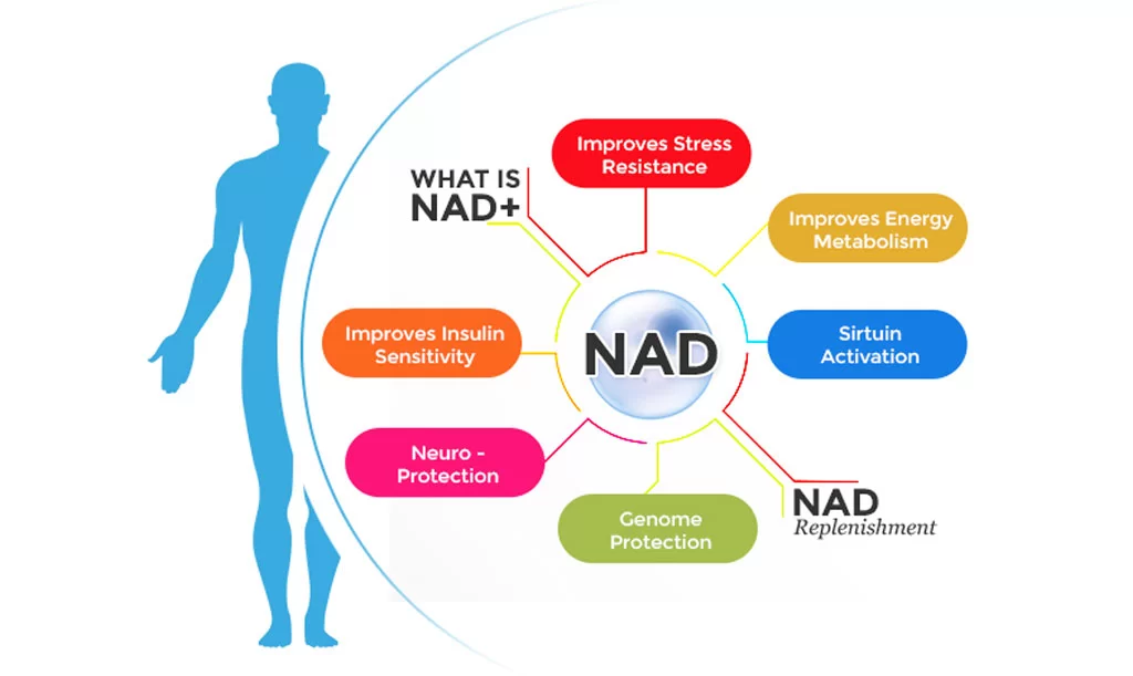 What Is NAD+?